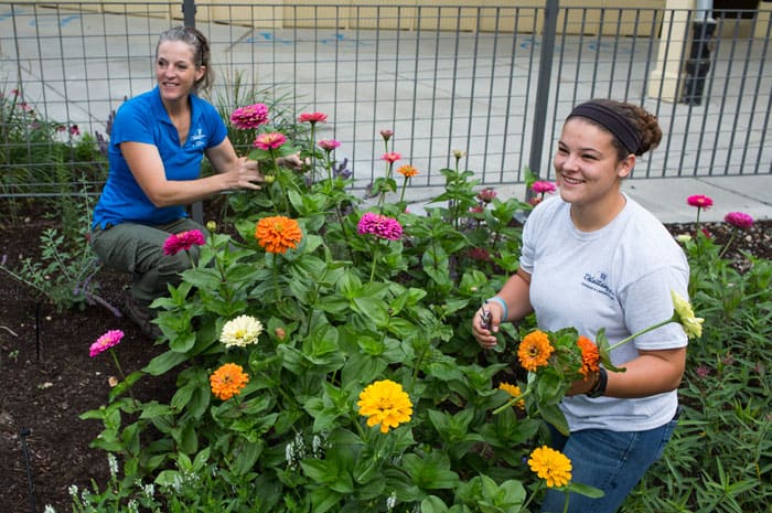 Supervisor of Gardens and Landscaping Betsy Burgeson and gardener Jade Walsh work in the garden outside the Amp.