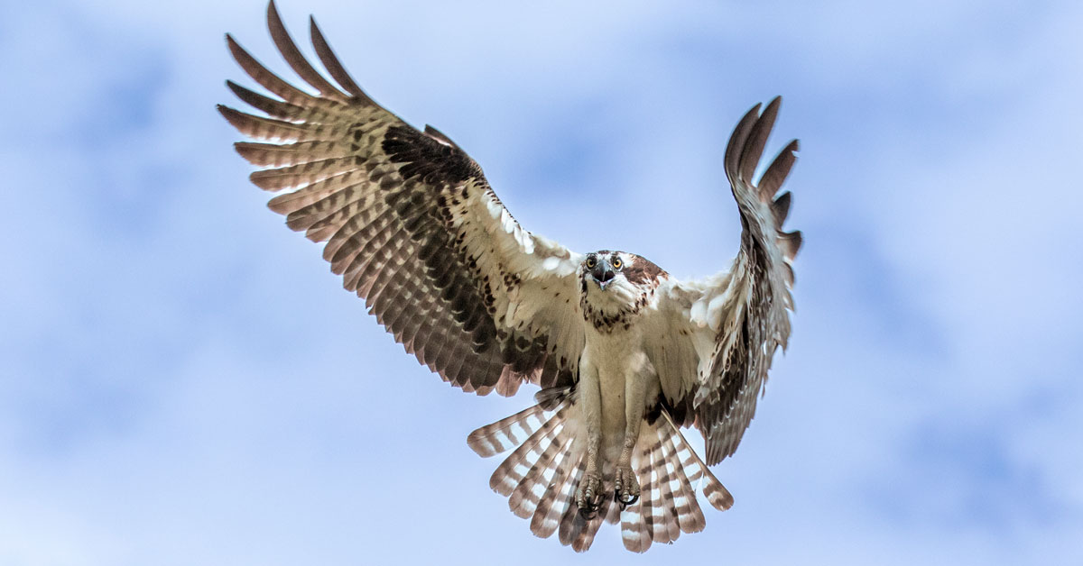 The Art of the Osprey: Photography of Jeanne Wiebenga