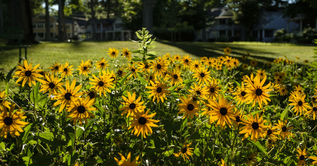 flowers in Miller Park