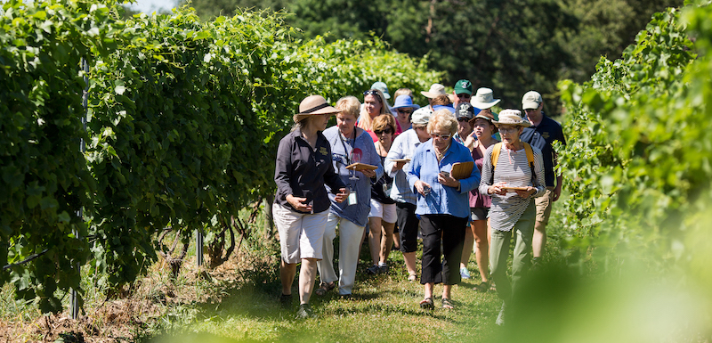 What’s Terroir?: Vineyard Walk & Wine Tastings at Johnson Estate Winery Week 3
