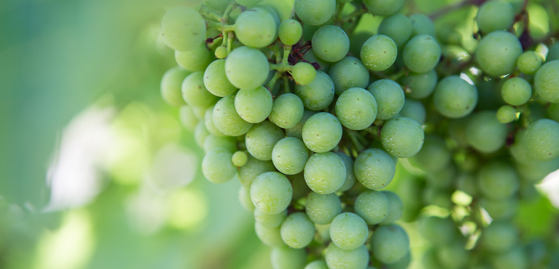 The Grape Discovery Center Presents: The Role of Cooperatives in the Wine and Grape Industry