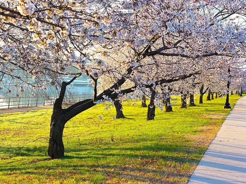 A row of blooming cherry trees in Washington, D.C.